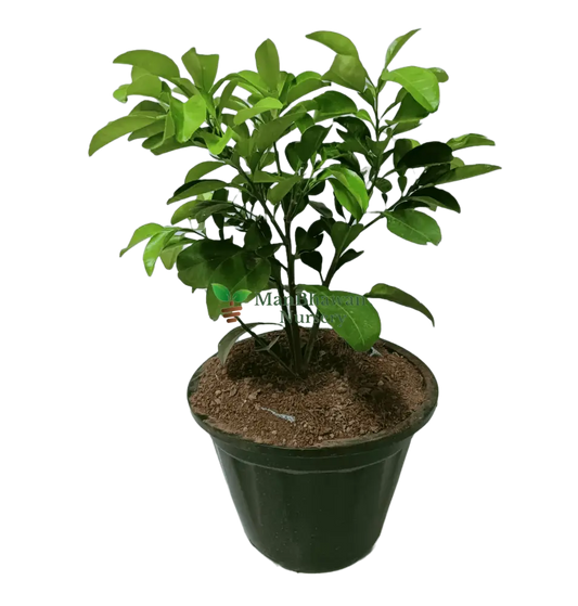 Pomelo / Chakotra Fruit 3ft