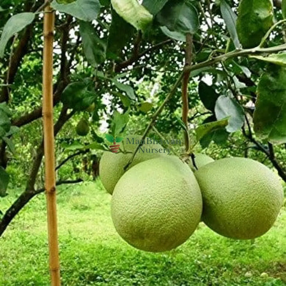 Pomelo / Chakotra Fruit 3ft