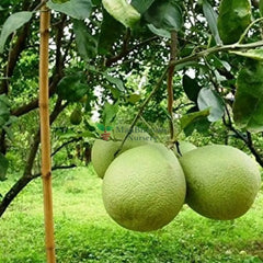 Pomelo / Chakotra Fruit 3ft
