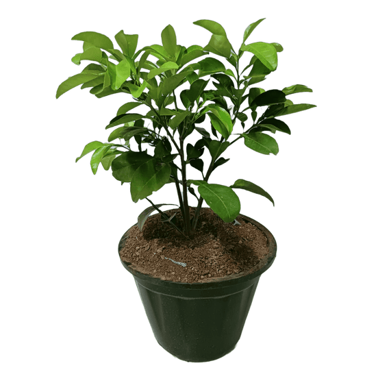 Pomelo / Chakotra Fruit 3ft