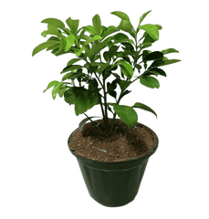 Pomelo / Chakotra Fruit 3ft