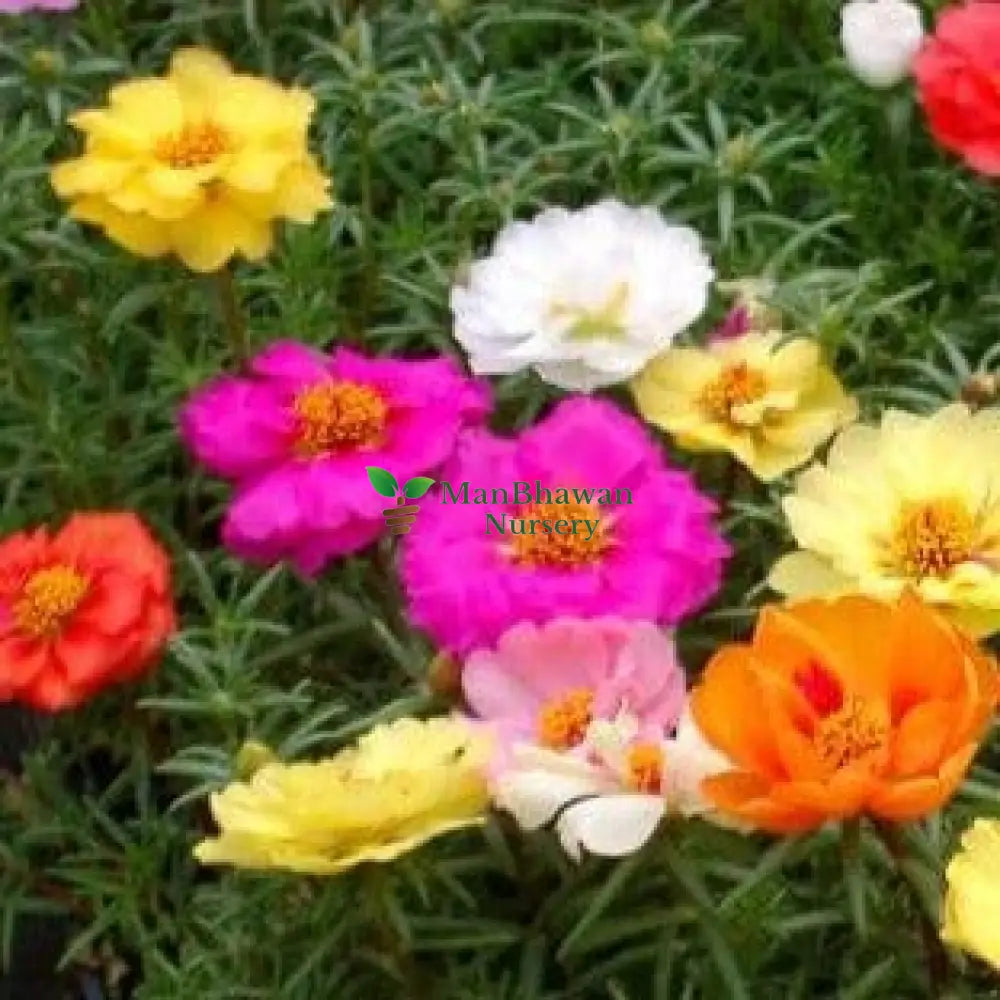 Portulaca / Purslane Plant