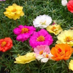 Portulaca / Purslane Plant