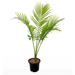 Rexona Palm - 6 Inch