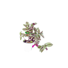 Buy Wandering Jew Plant Online: Enhance Your Decor with Graceful Foliage