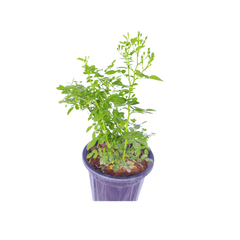 Online Shopping: High-Quality Rose Creeper Plant for Sale