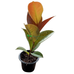 Rubber Plant Variegated