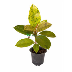 Rubber Plant Variegated