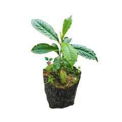 best rudraksha plant online, new best plant, buy now best plant online, Elaeocarpus Ganitrus Plant online