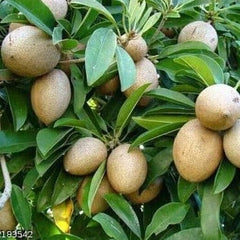 Chiku Fruit /Sapodilla