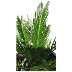 Sago Palm / Cycas Palm with Pot