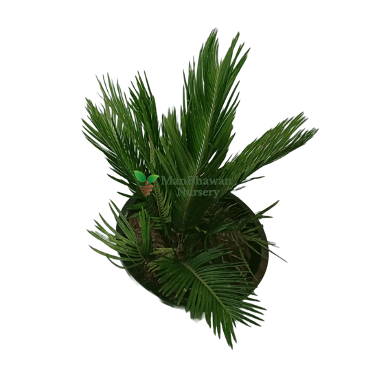 Sago Palm / Cycas Palm with Pot