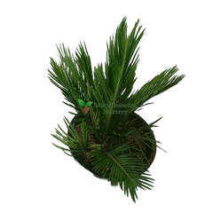 Sago Palm / Cycas Palm with Pot