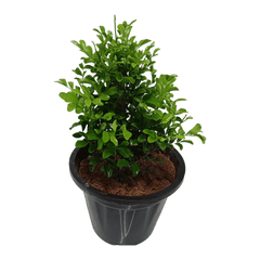 Online plant shopping: Buy Dwarf Murraya Kamini for a fragrant garden addition, Purchase a compact Dwarf Murraya Kamini plant online for delightful blooms, Order a charming Dwarf Murraya Kamini plant online to enhance your greenery