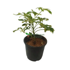 Schefflera Variegated White Plant