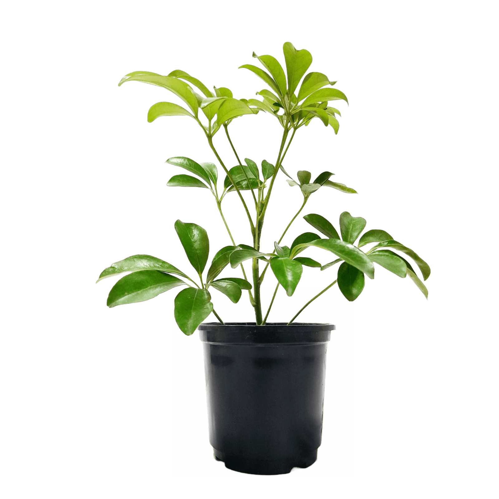 Schefflera Plant