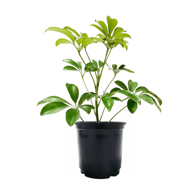 Best 3 Low Maintenance Plant Combo - Philodendron Birkin Schefflera Aloe Vera Succulent