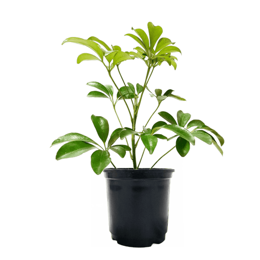 Schefflera Plant