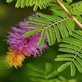 shop for best shami plants, shami plants near me, nursery for plants, plants and nursery, online nursery, plants under 99