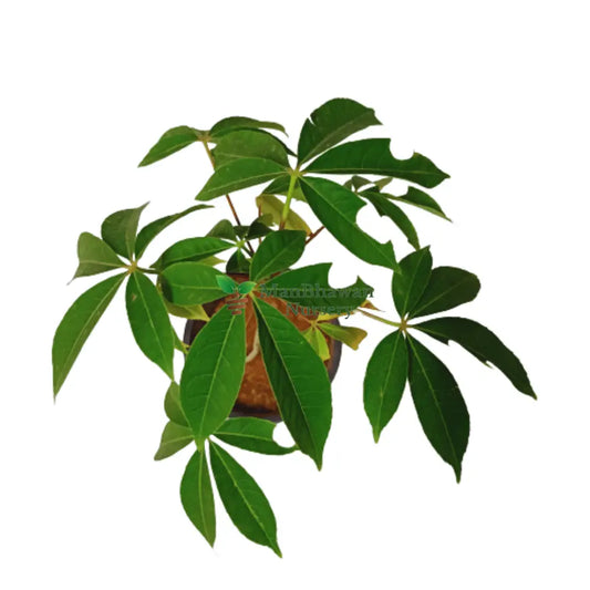 Simlu Plant