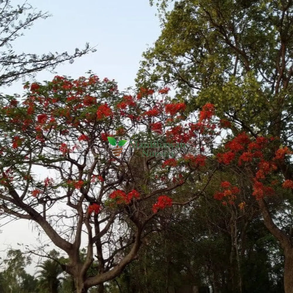 Simlu Plant
