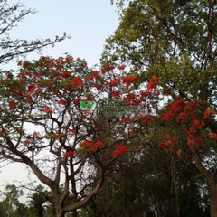 Simlu Plant