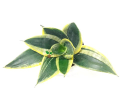 Snake Golden Dwarf Plant in Round Ceramic Pot