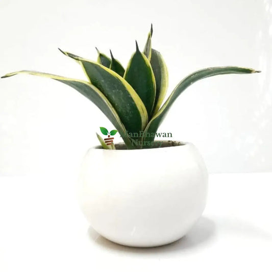 Snake Golden Dwarf Plant in Round Ceramic Pot