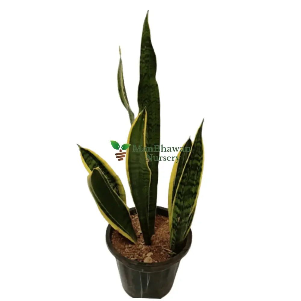 Snake Plant Golden