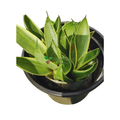 Snake Plant Yellow 4 Inch Pot