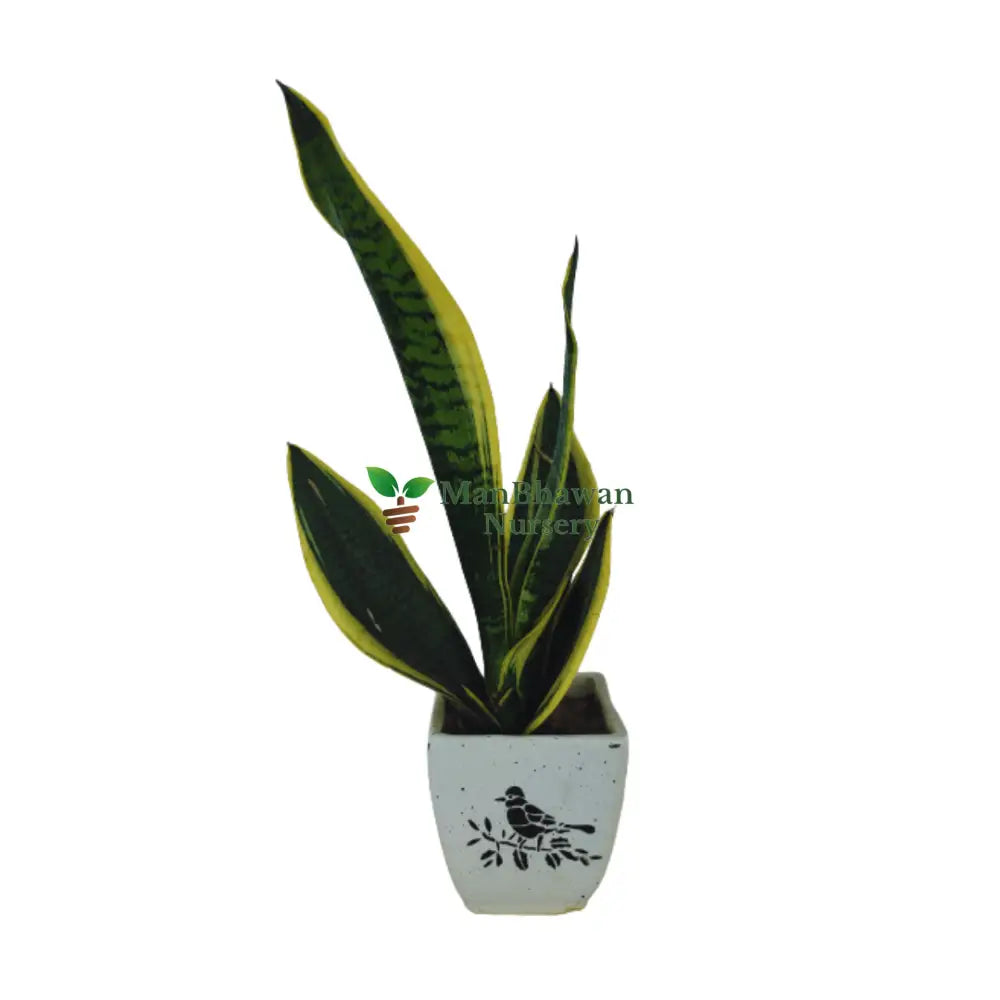 Square Bonsai Ceramic Pot