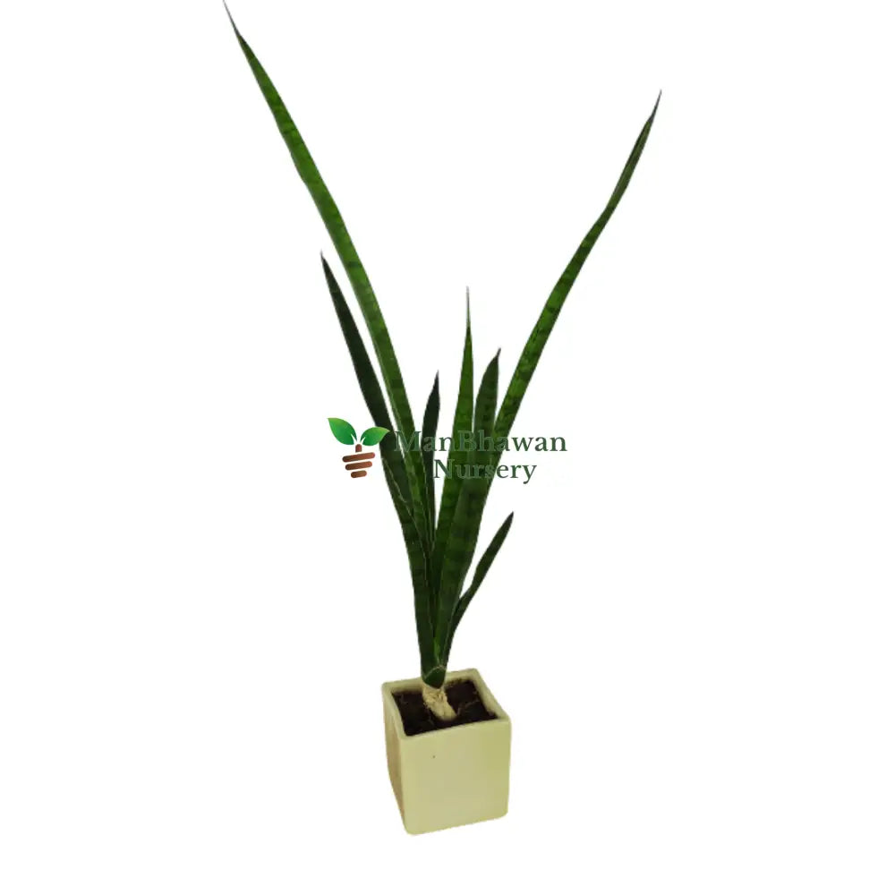 Square Shape - Ceramic Pot