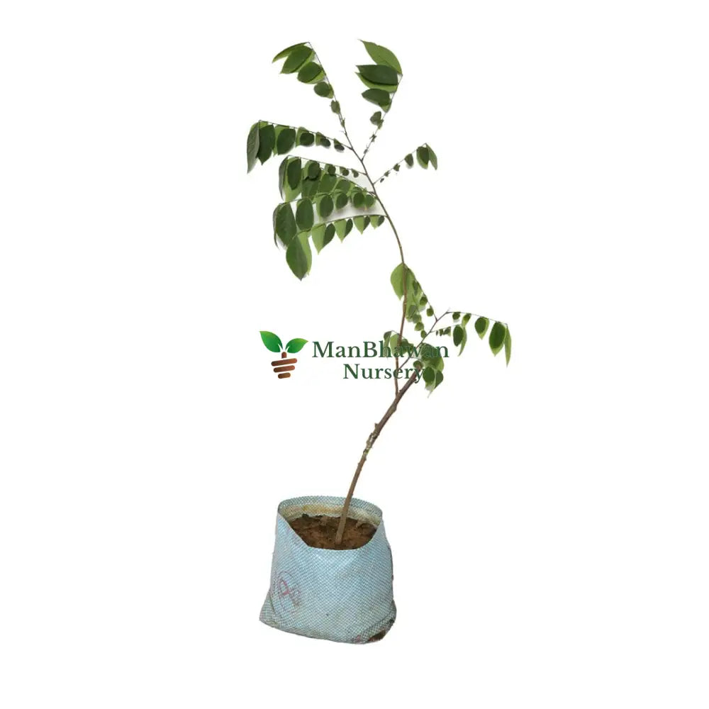 Star Fruit Grafted plant