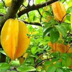 Star Fruit Grafted plant