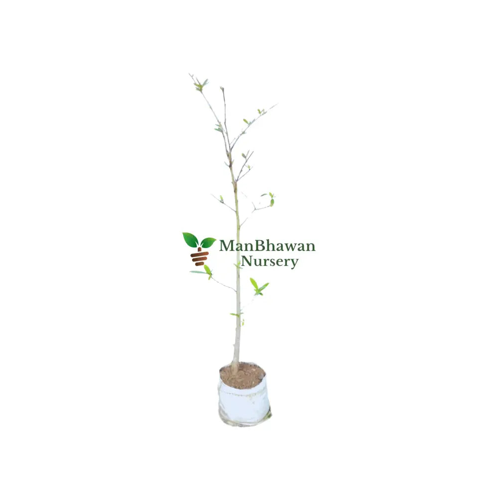 Order Stevia Plant Online: Bring Home the Sweetness of Stevia Leaves
