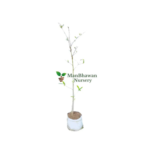 Order Stevia Plant Online: Bring Home the Sweetness of Stevia Leaves