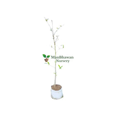Order Stevia Plant Online: Bring Home the Sweetness of Stevia Leaves