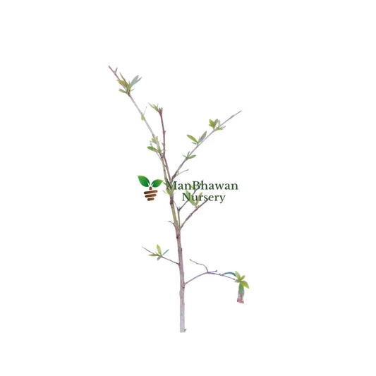 Shop Online for Stevia Plant: Cultivate Your Own Natural Sweetener