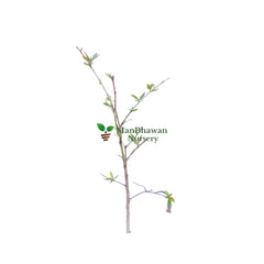 Shop Online for Stevia Plant: Cultivate Your Own Natural Sweetener