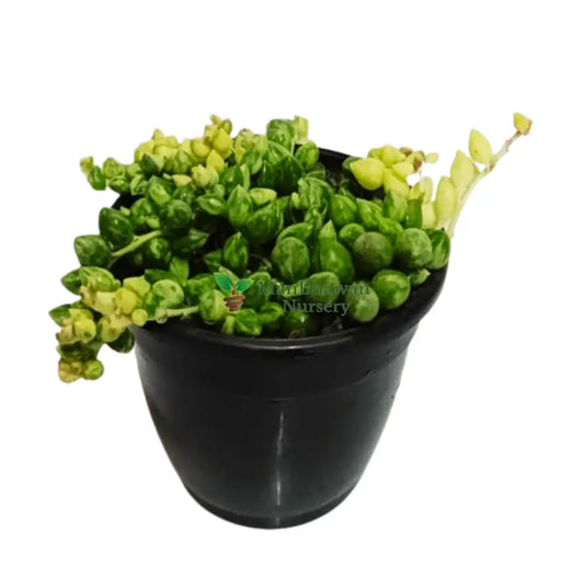 String of Pearls