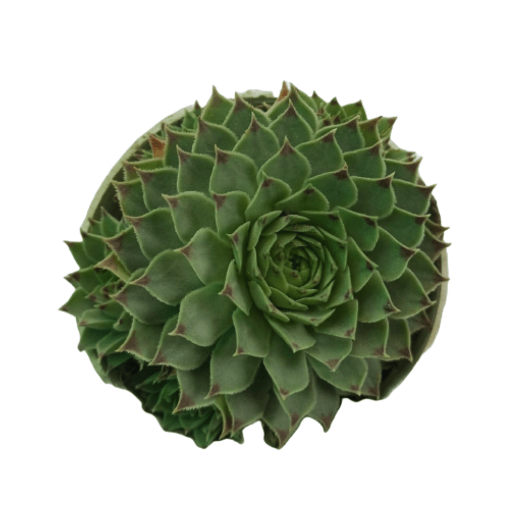 Vishnu Kamal Succulent Plant 2