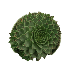 Vishnu Kamal Succulent Plant 2
