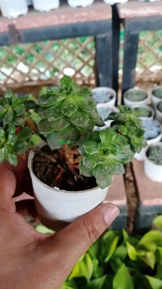 Succulent Plant3