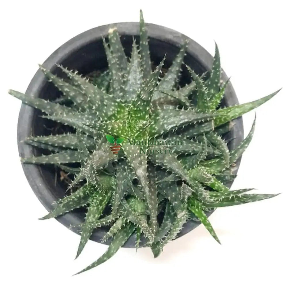 Succulent Star