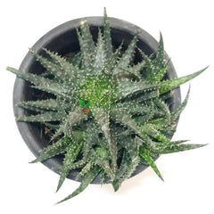 Succulent Star