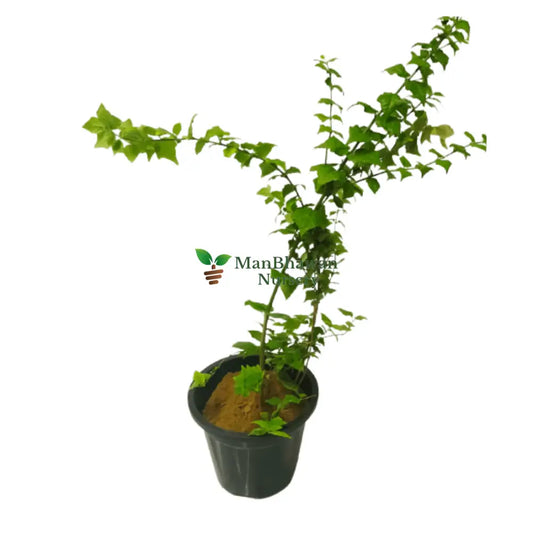 Sukh Shanti Plant