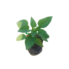 shop for best sunflower plant online at the lowest price