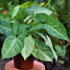 Syngonium Green Plant with Pot