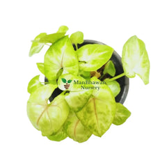 Syngonium Yellow/ Neon Plant in 4’’ Pot
