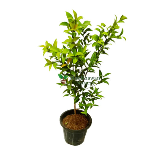 Syzygium Plant